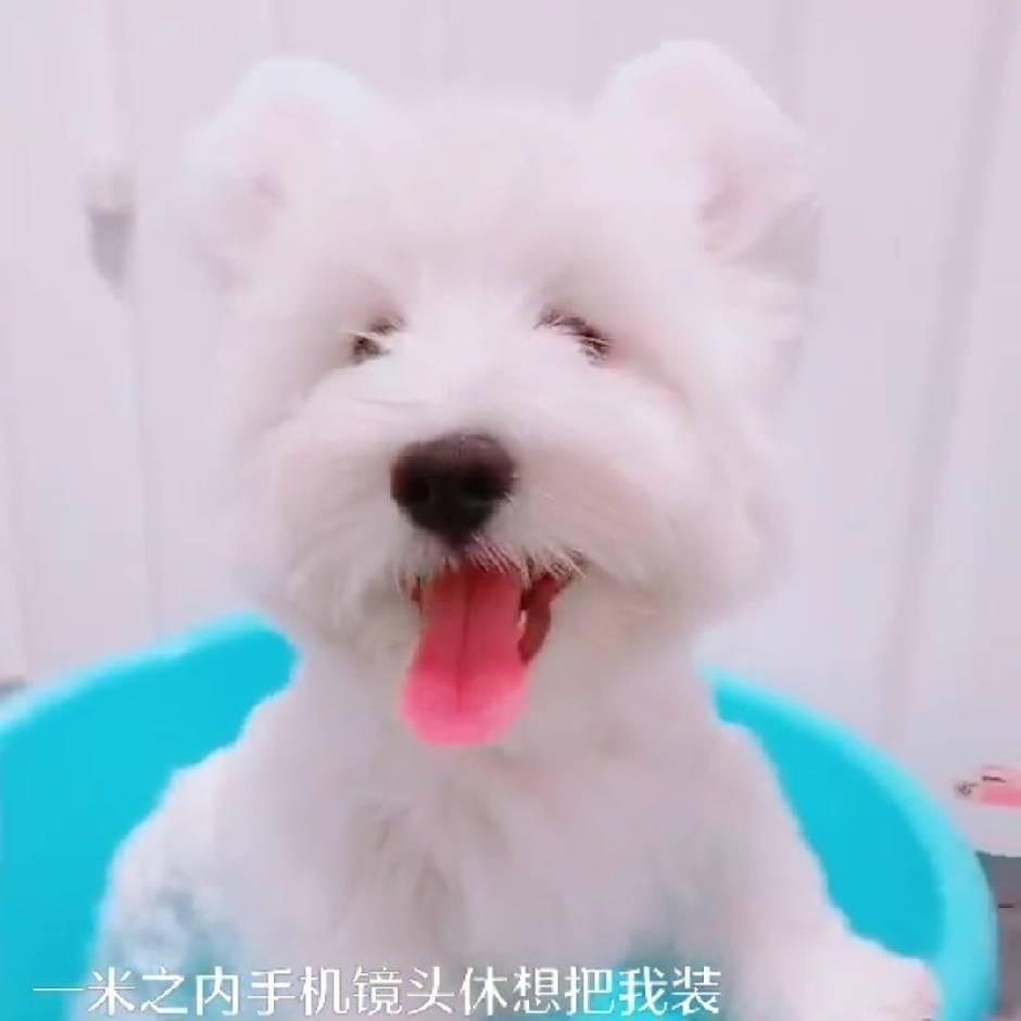 淄博小勇士西高地～