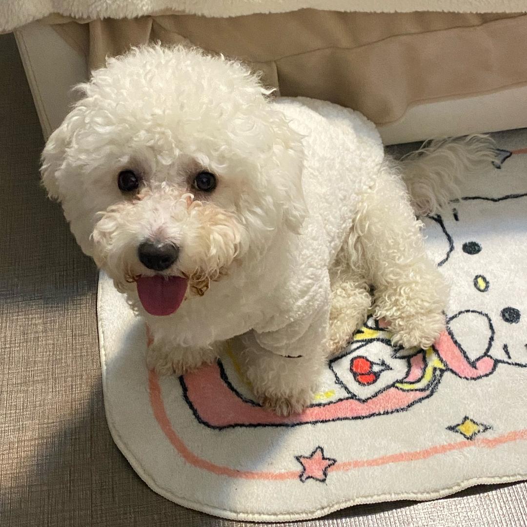 吃了熊心豹子胆