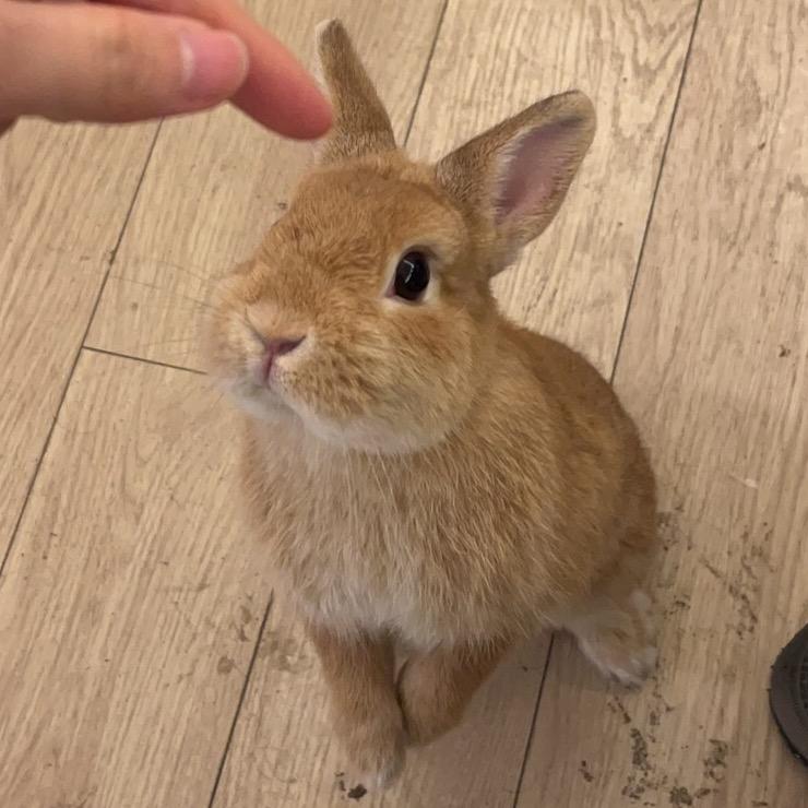 肉肉是只小兔子
