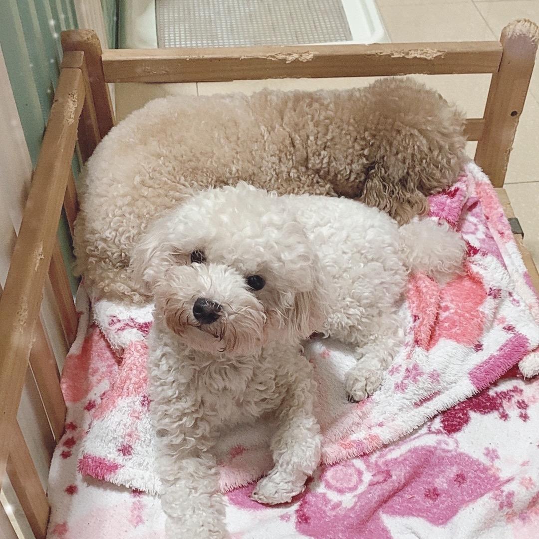 毛孩子福宝一家的快乐生活