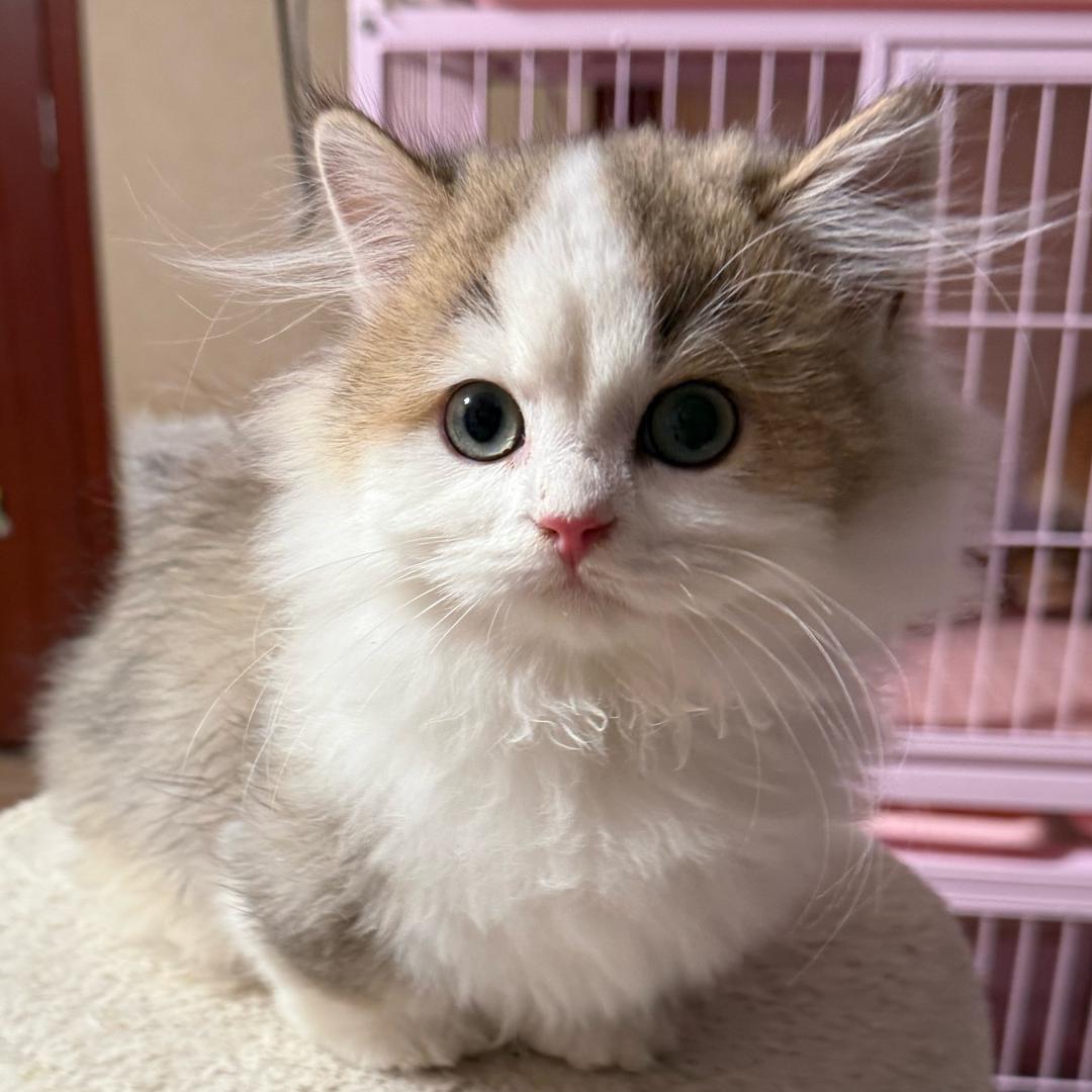 哈基米大队长（售猫版）