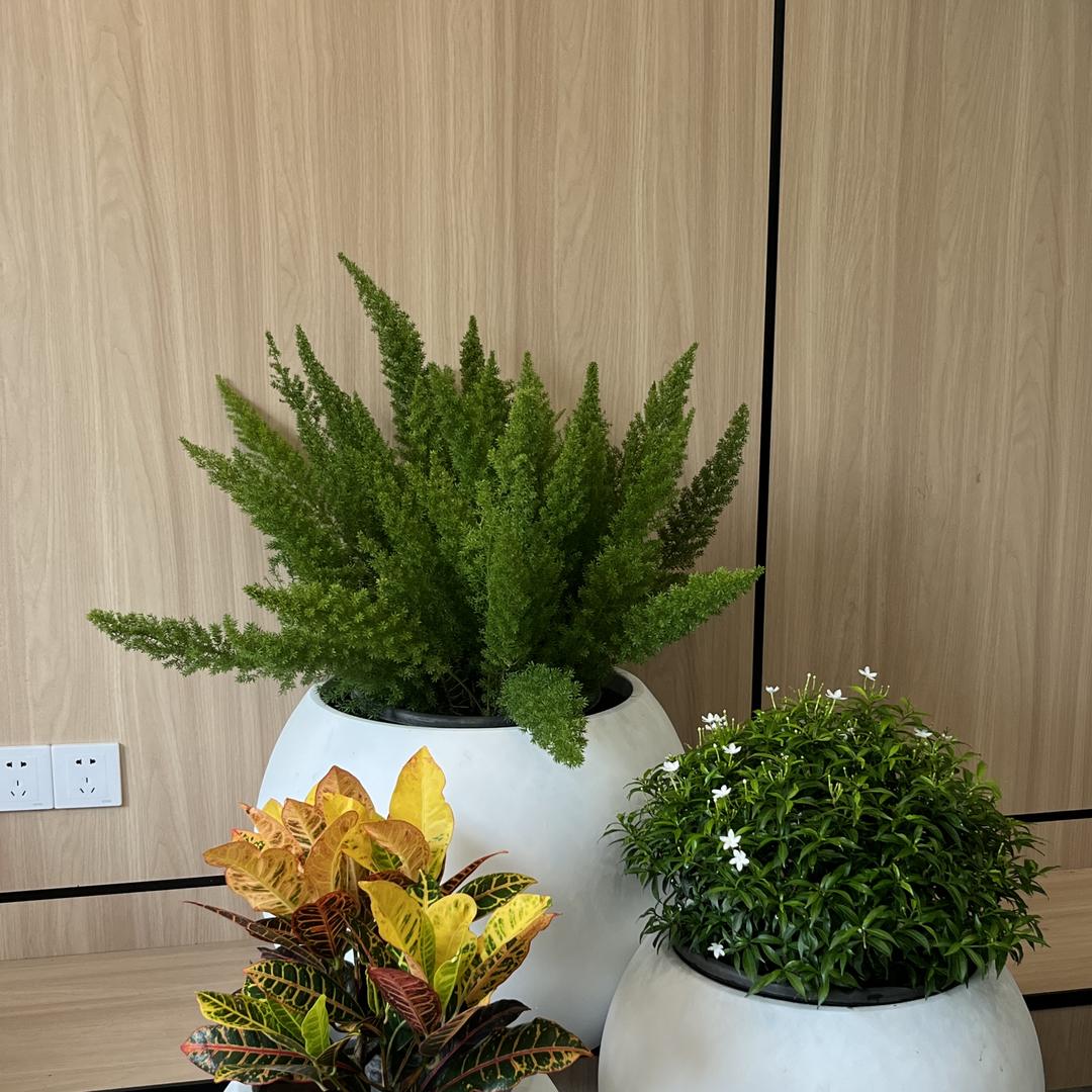 木讷熊室内外组景