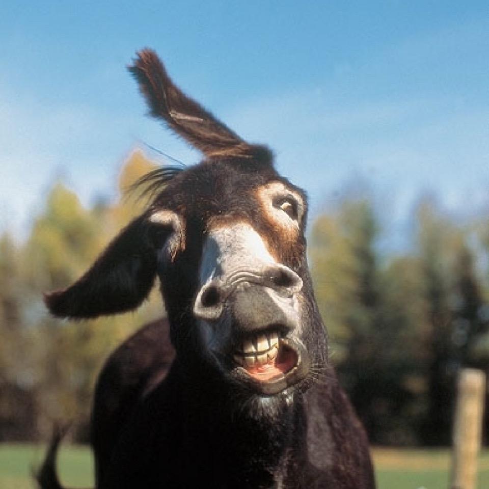 海驴船长流浪记