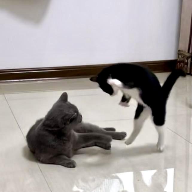 六福是5只奶牛喵