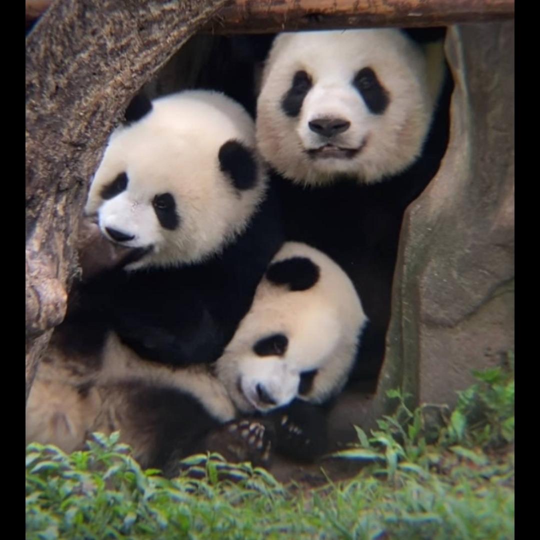 可爱粉
