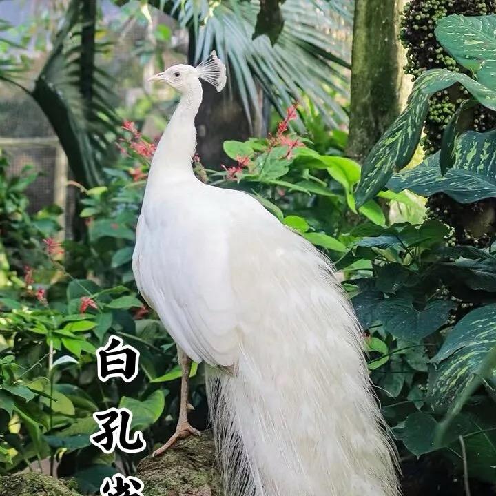 越鸟