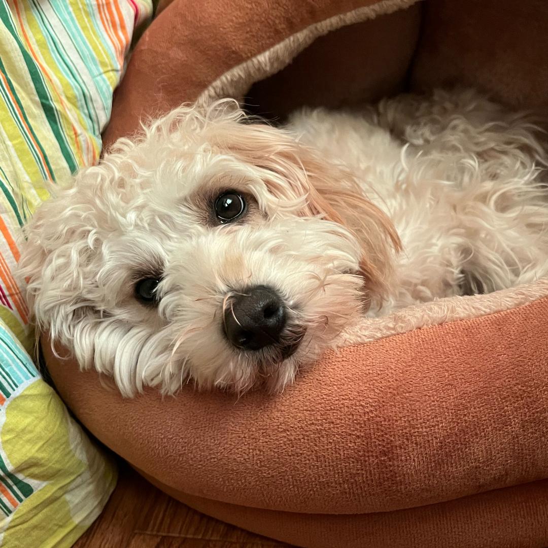 Hygge