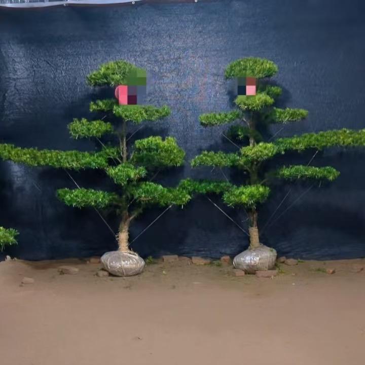 知春罗汉松