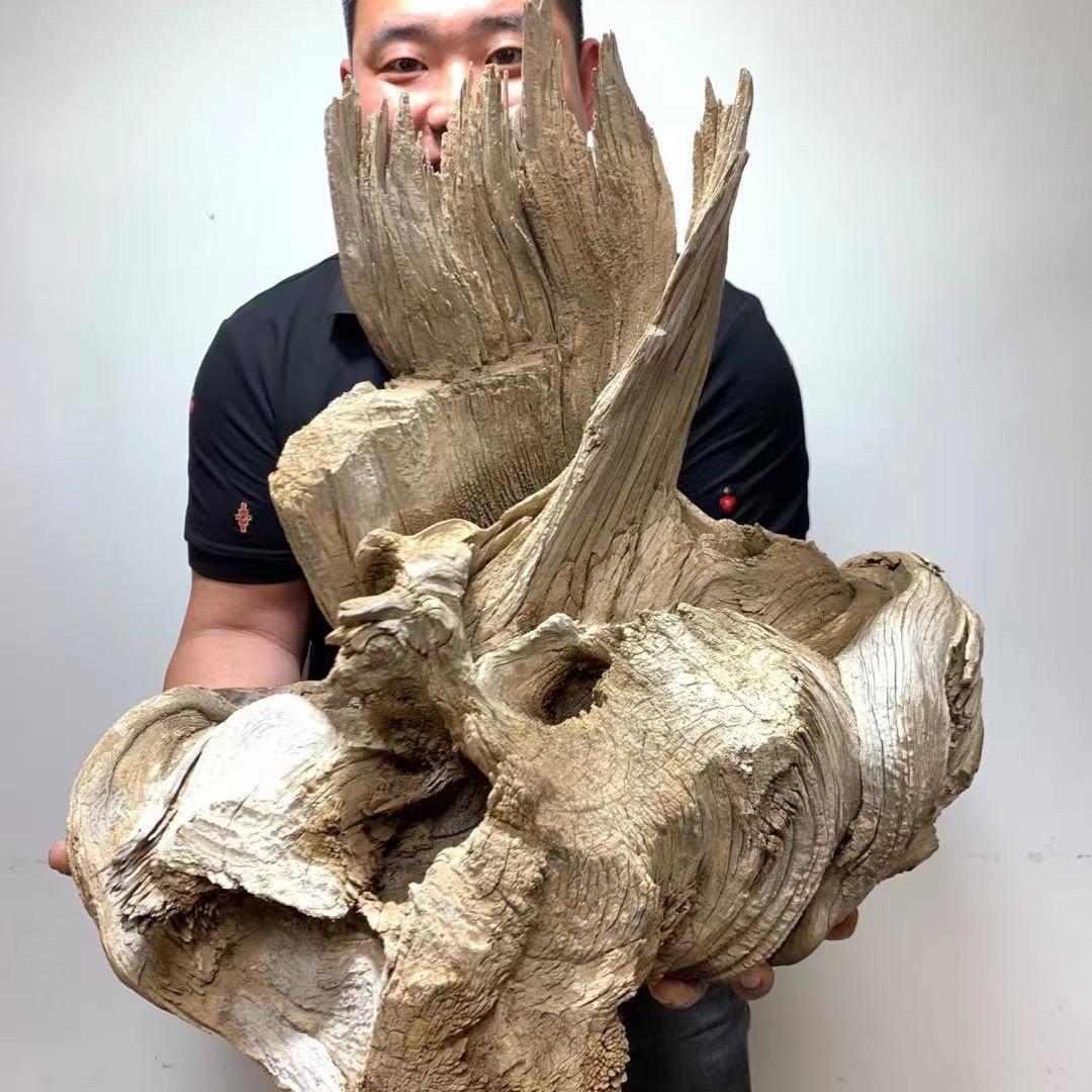 王小胖太行崖柏