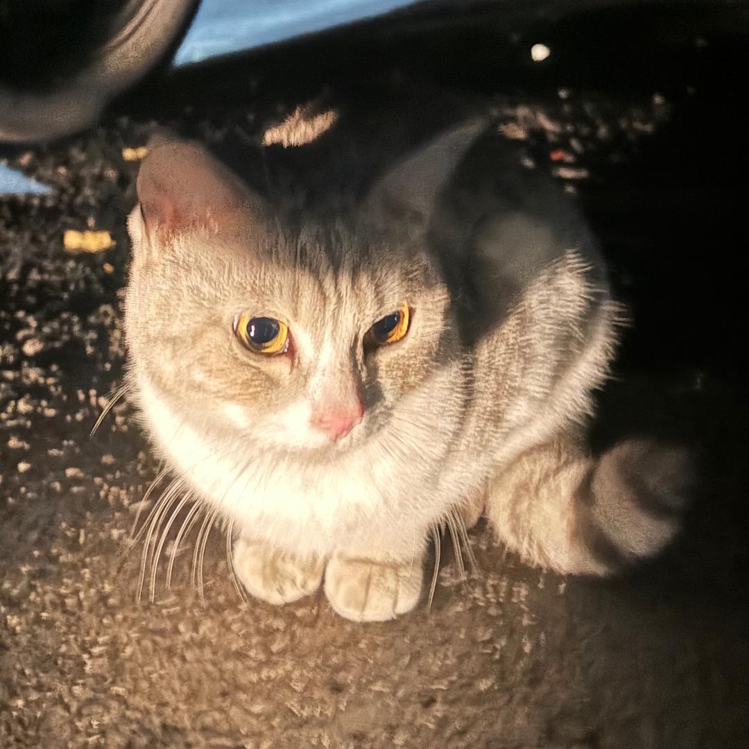 西伯利亚大野猪