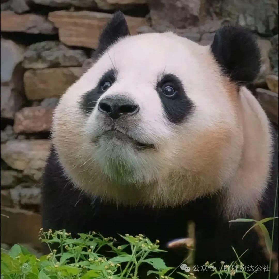 橘子爱吃橙子