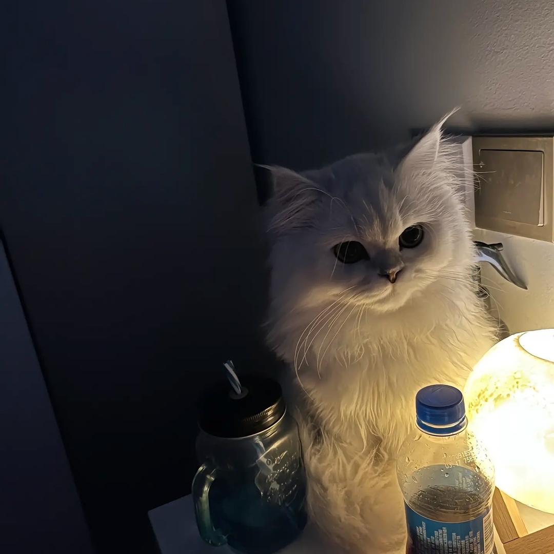 鱼儿🐟