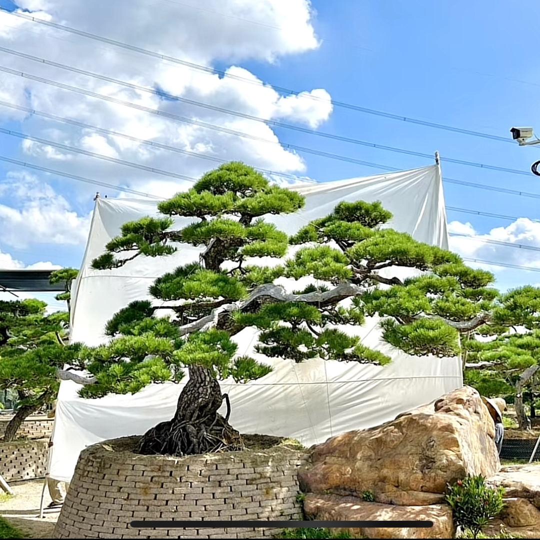 沐森园林造景～别墅庭院设计～市政小区绿化