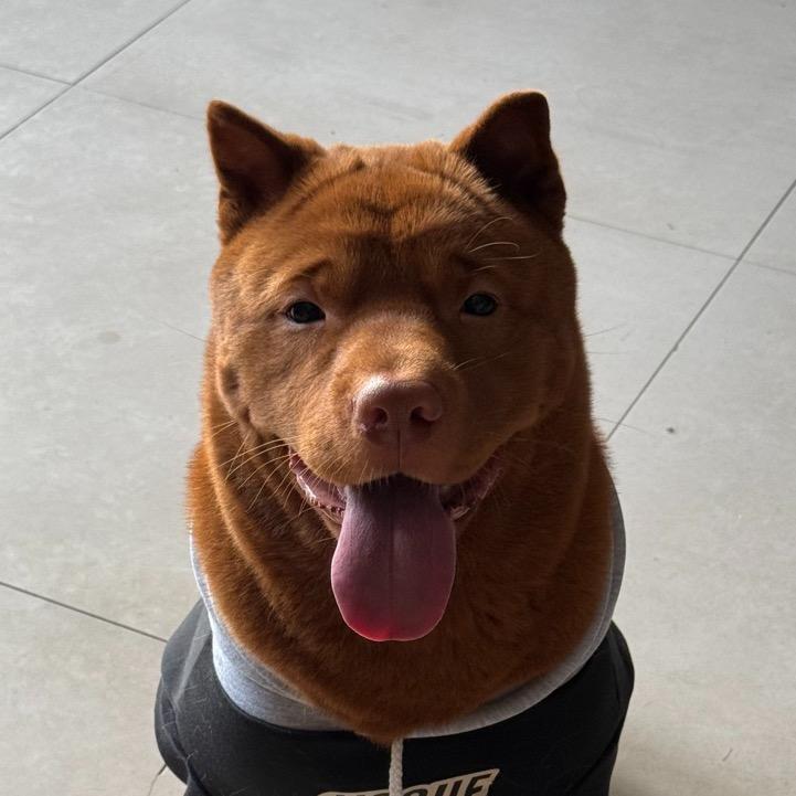 宠物用品供货福姐