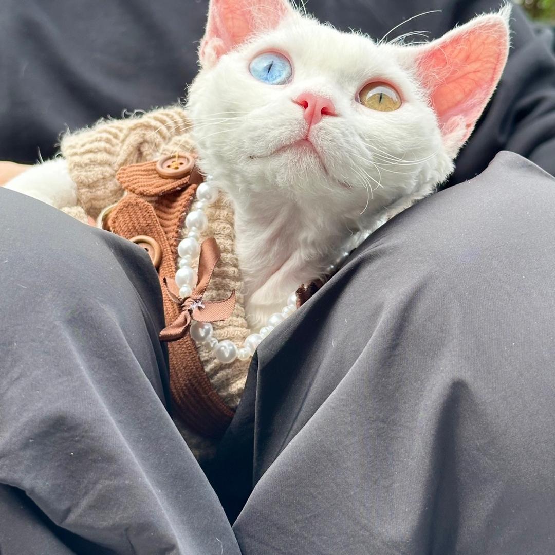 呼