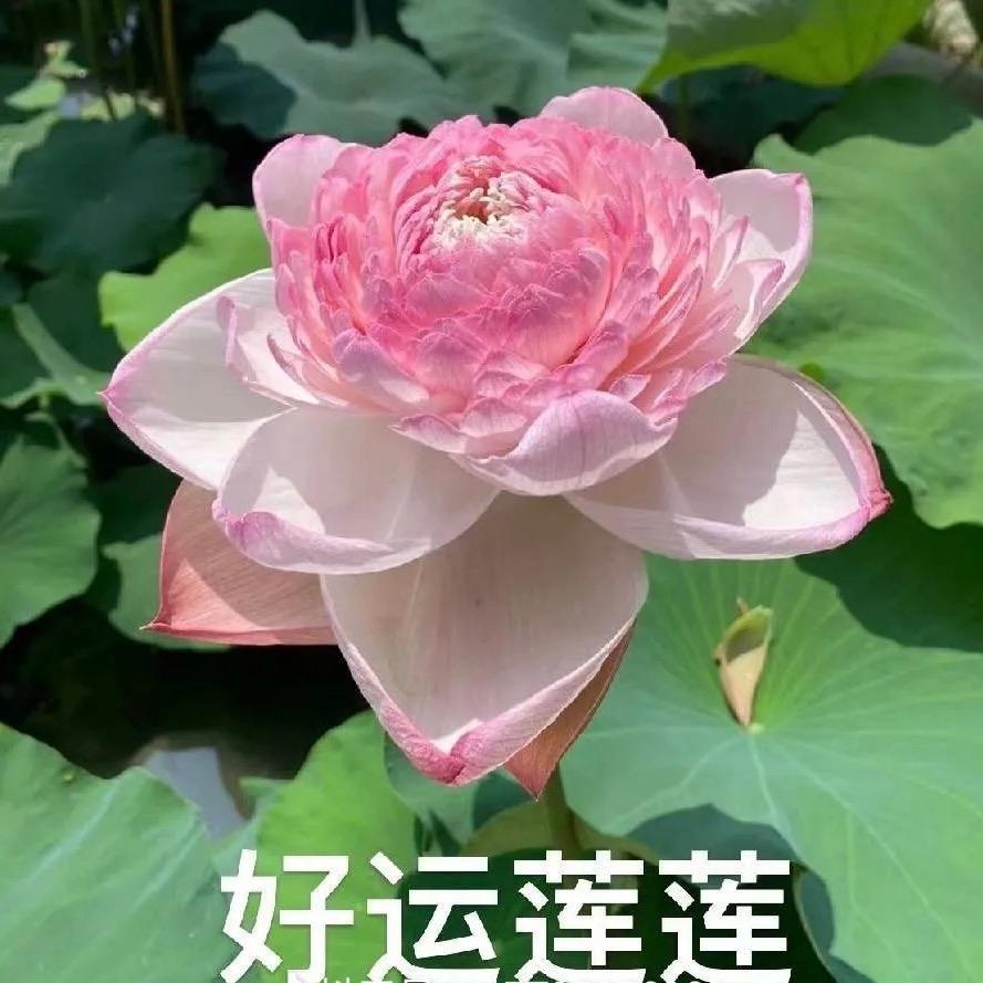 花开富贵⁹⁶