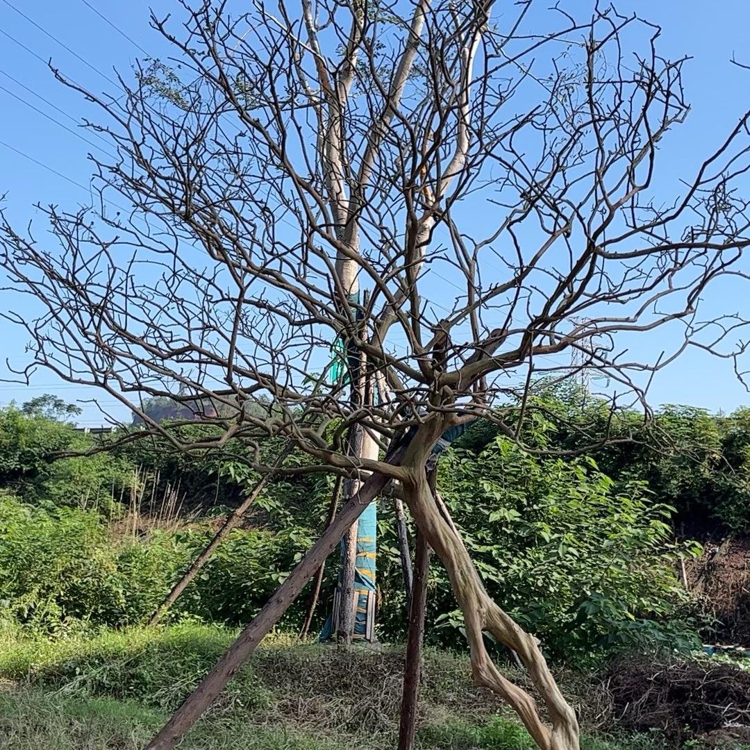 淡定人生，四川朴润苗木种植销售有限公司