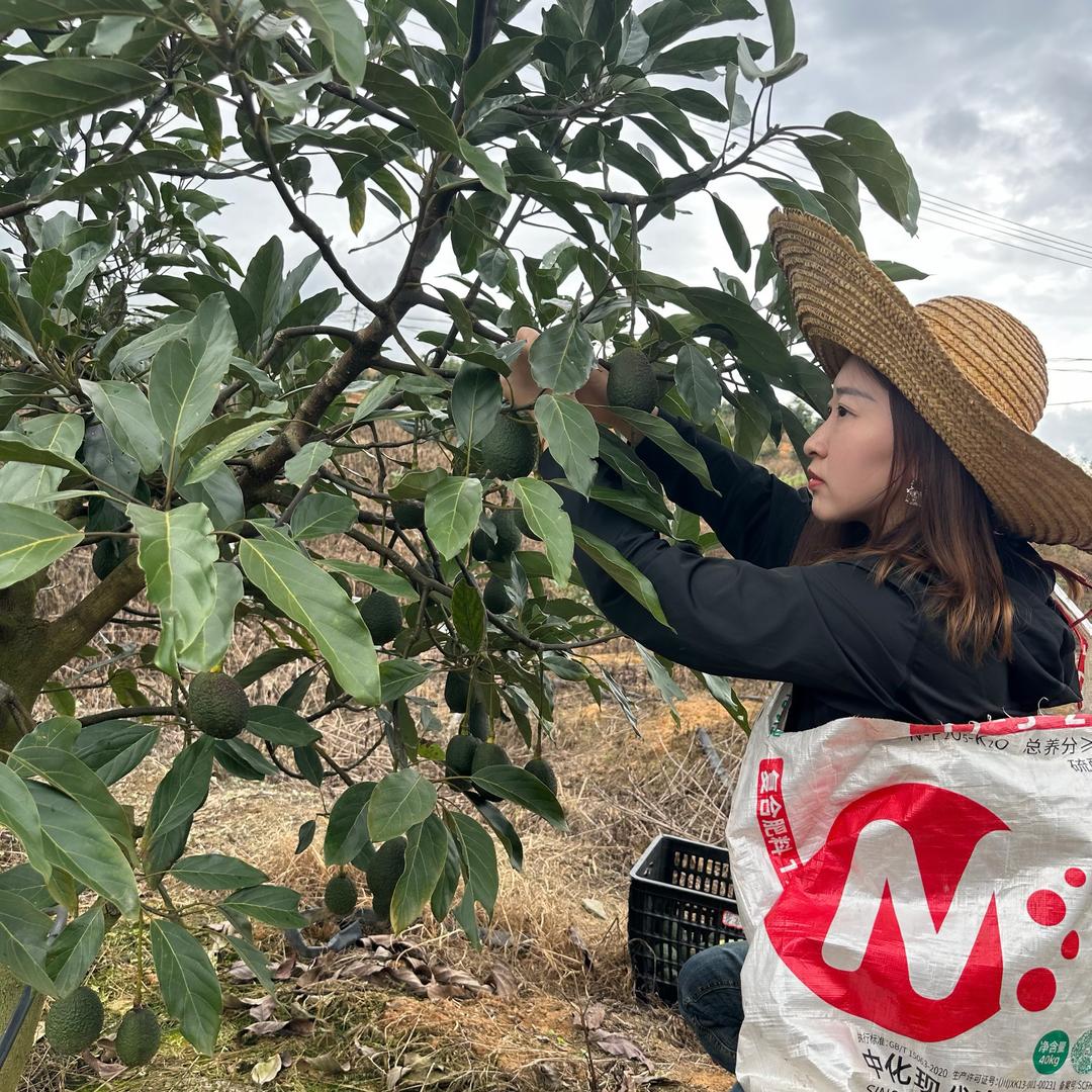 挑好每颗果🥑