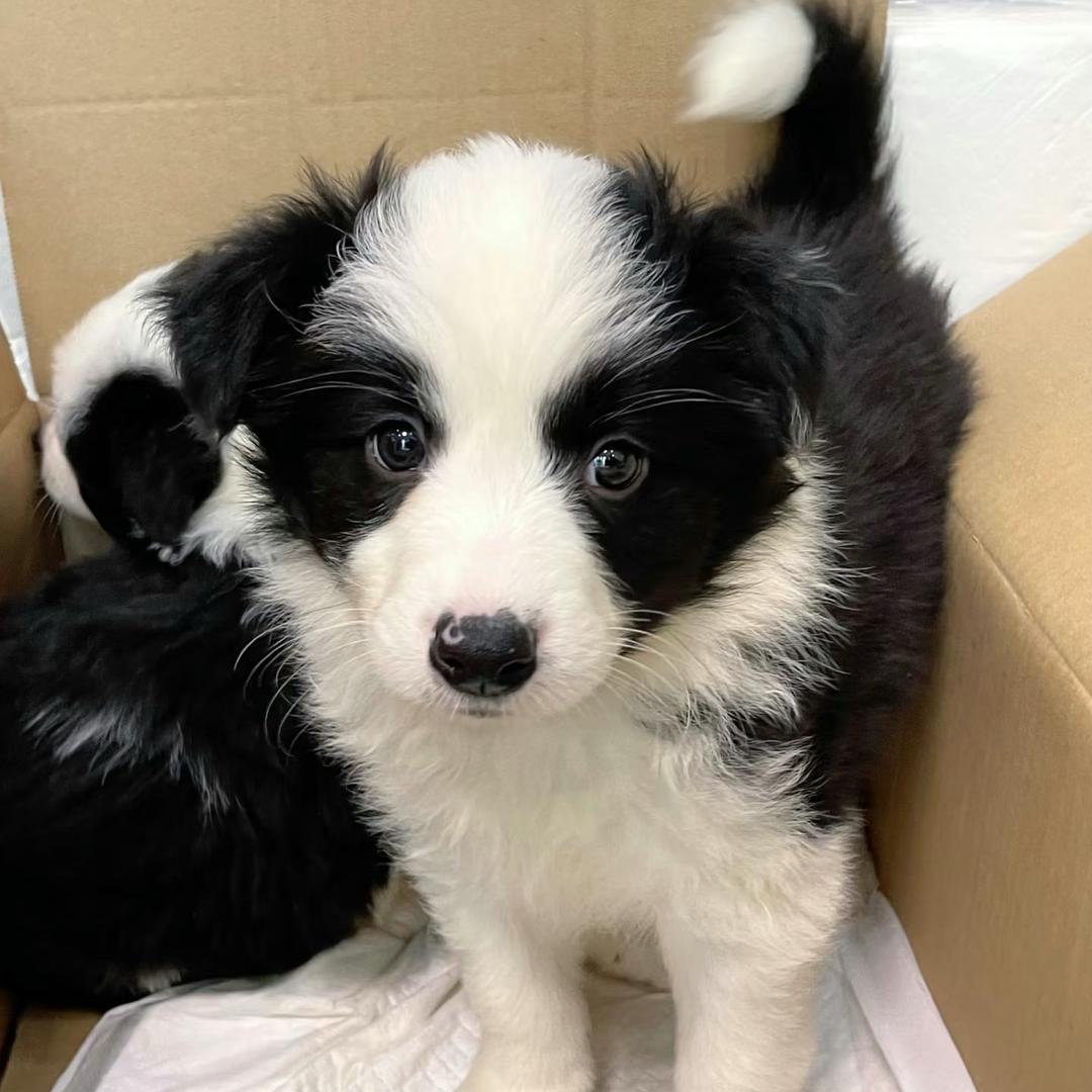 小可养🐶