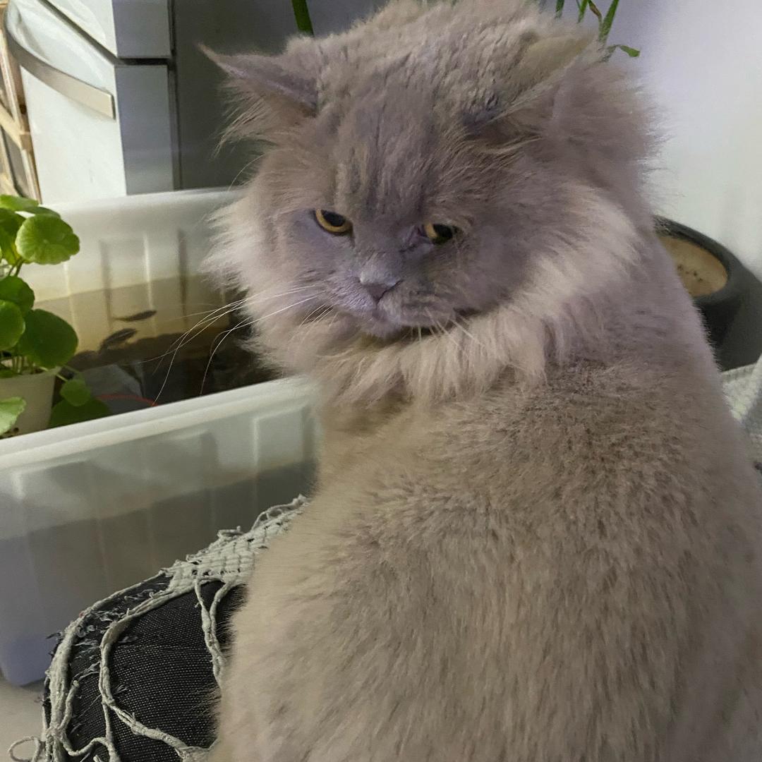 三只喵