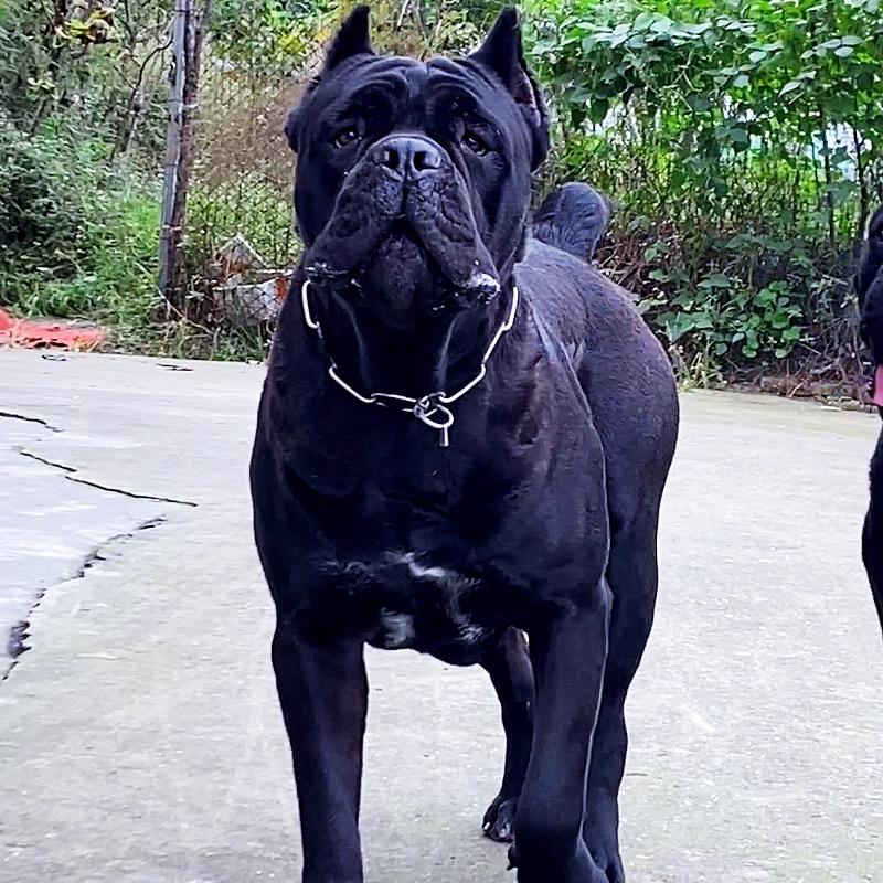 成都逸诚卡斯罗护卫犬