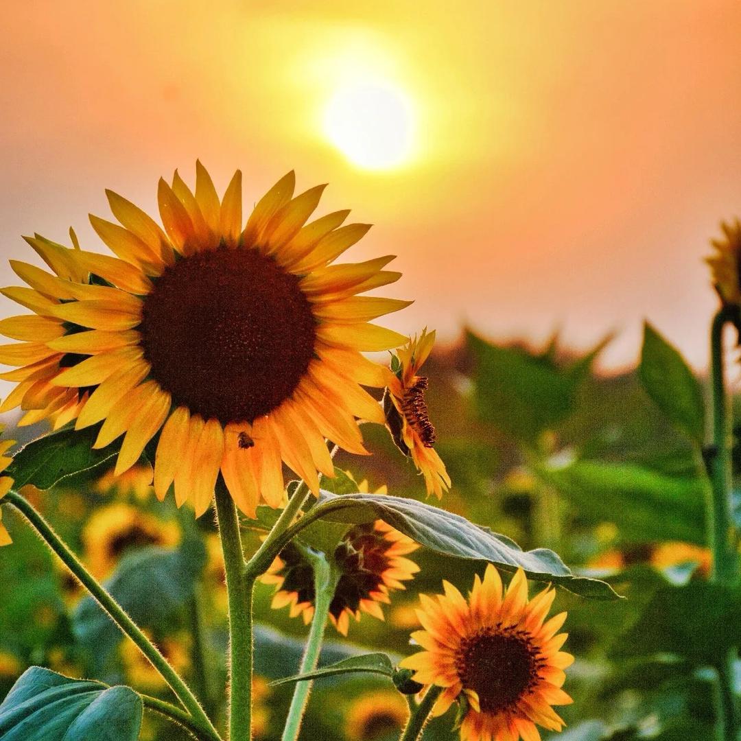 专属小太阳🌞