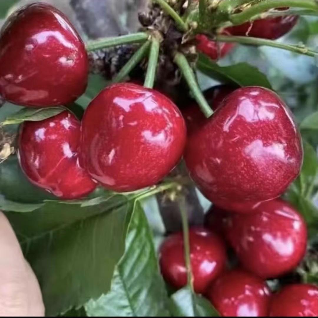 灰太狼(丹东草莓）