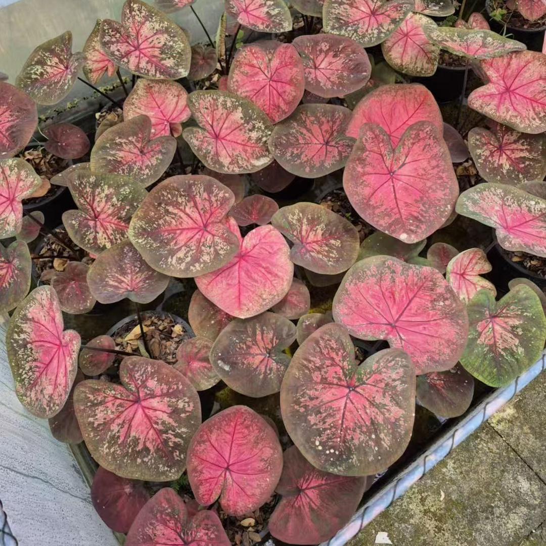 瑾色园艺泰彩彩叶芋