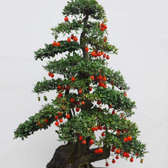 小桃乔木金弹子盆景