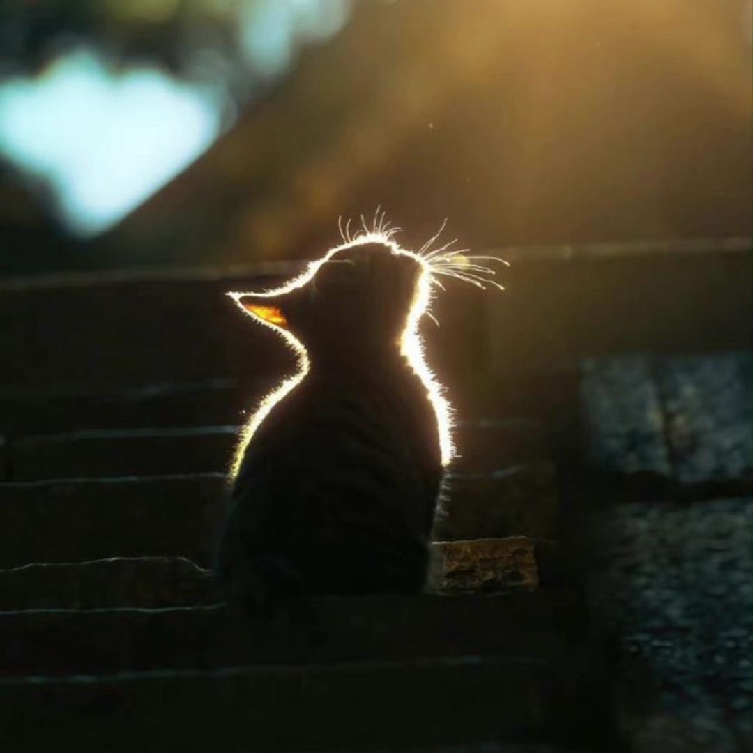 极光下的北极熊🐻‍❄️