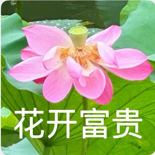 花开富贵、