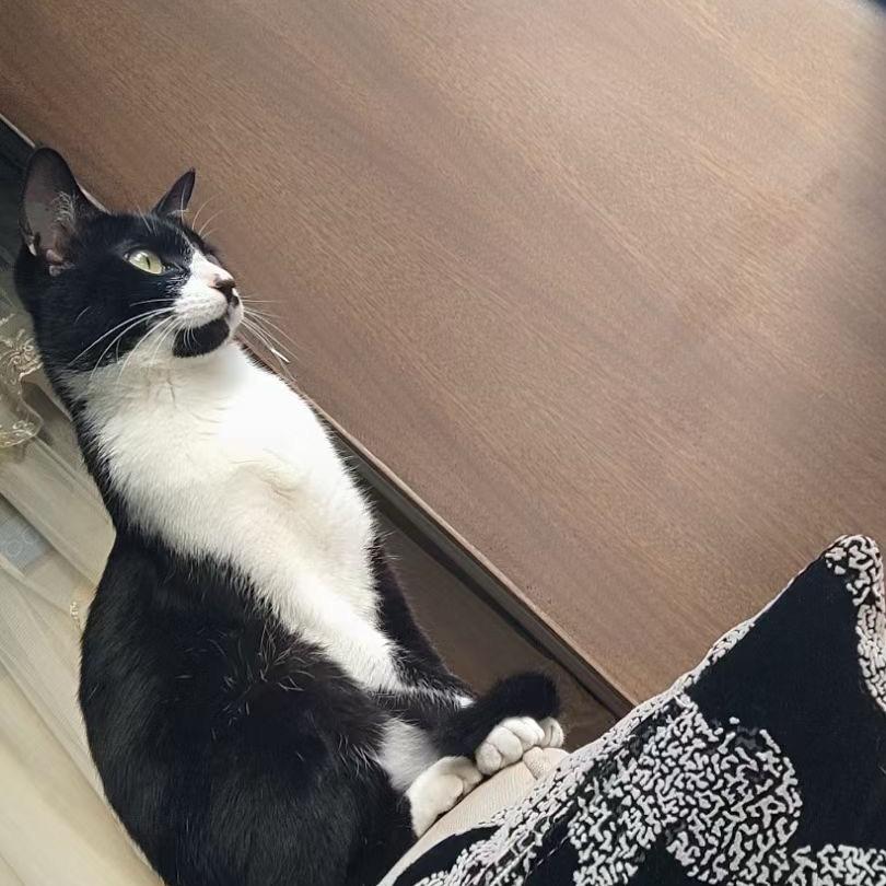 崔先森投食记