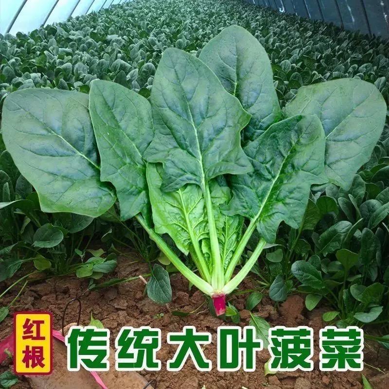 方方小菜园