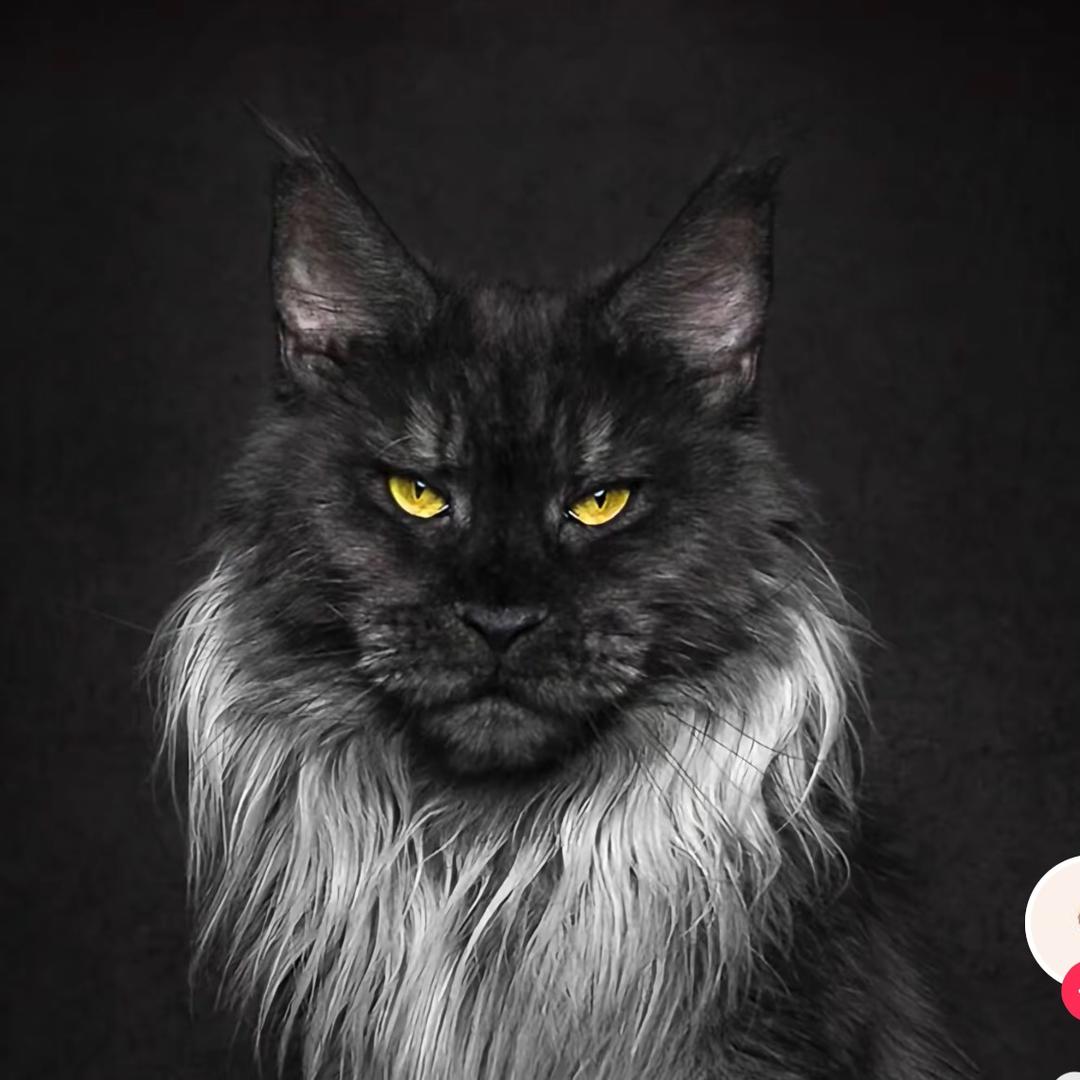 Needcat 缅因猫