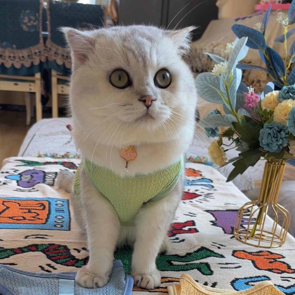 家有小猫咪
