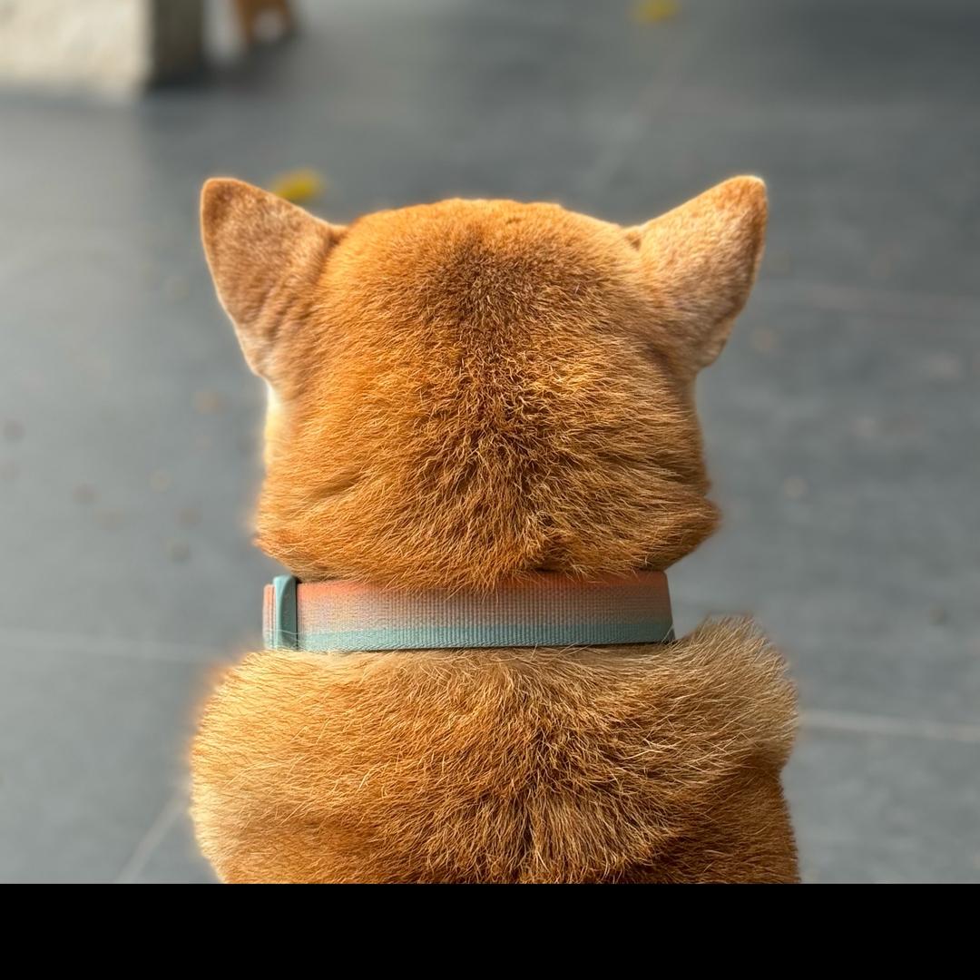 一只阿柴