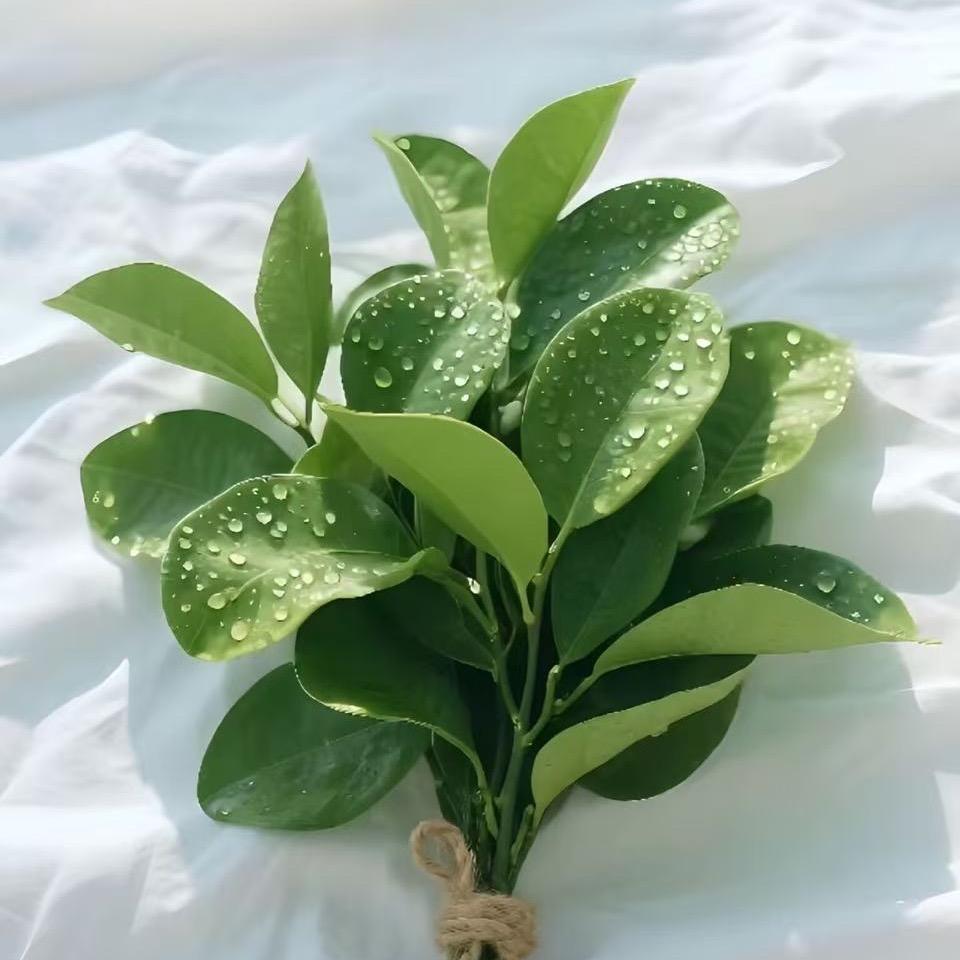 @✨️七安