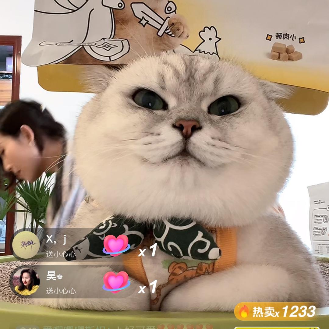 宠物严选念哥
