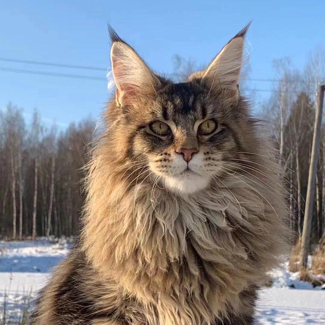 谷的猫宁有个大杰米