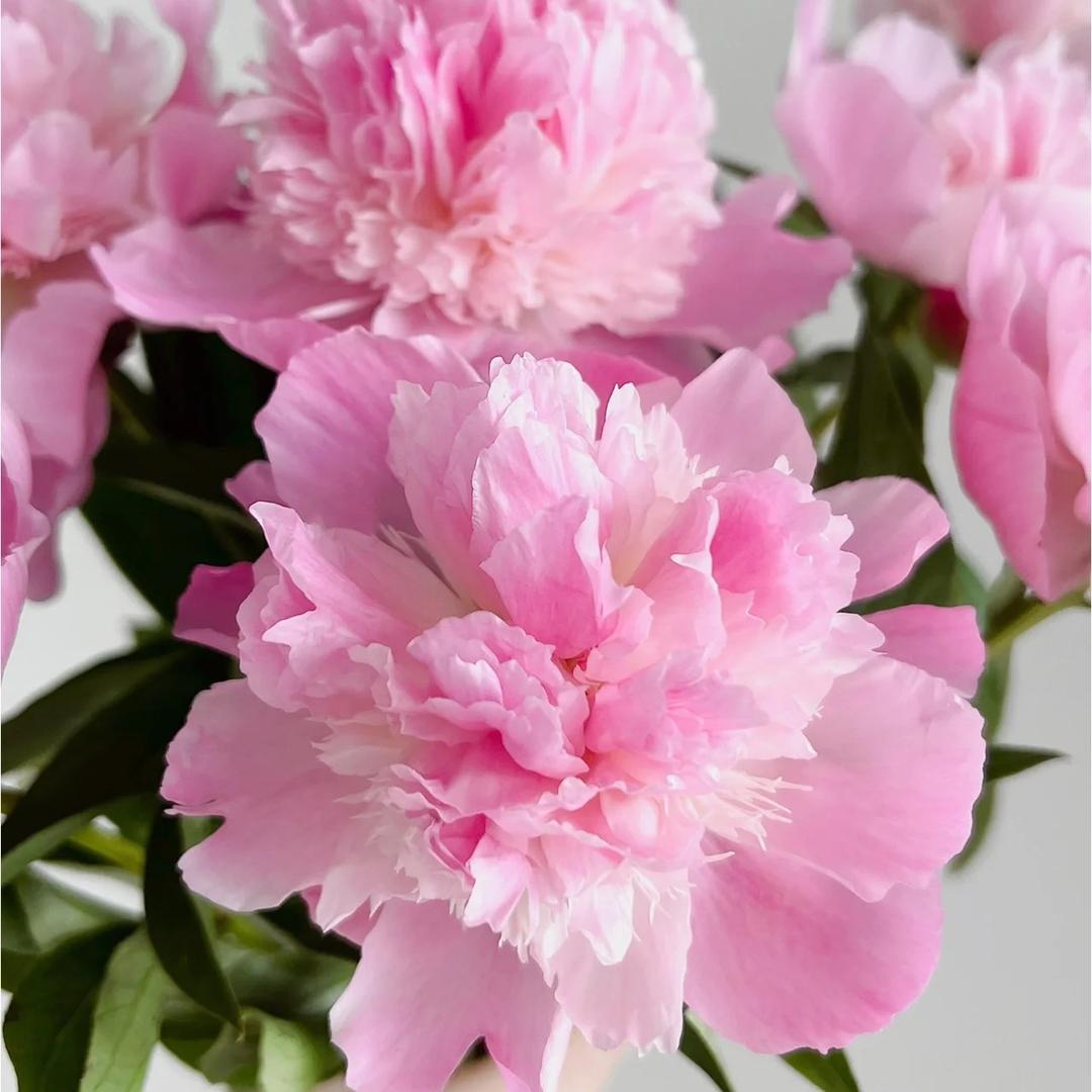 云曦花卉