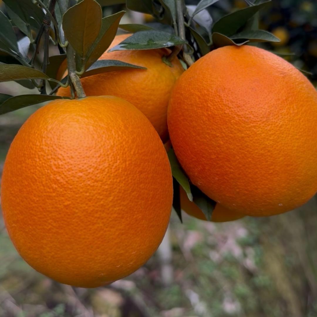 橙风破浪（赣南脐橙）