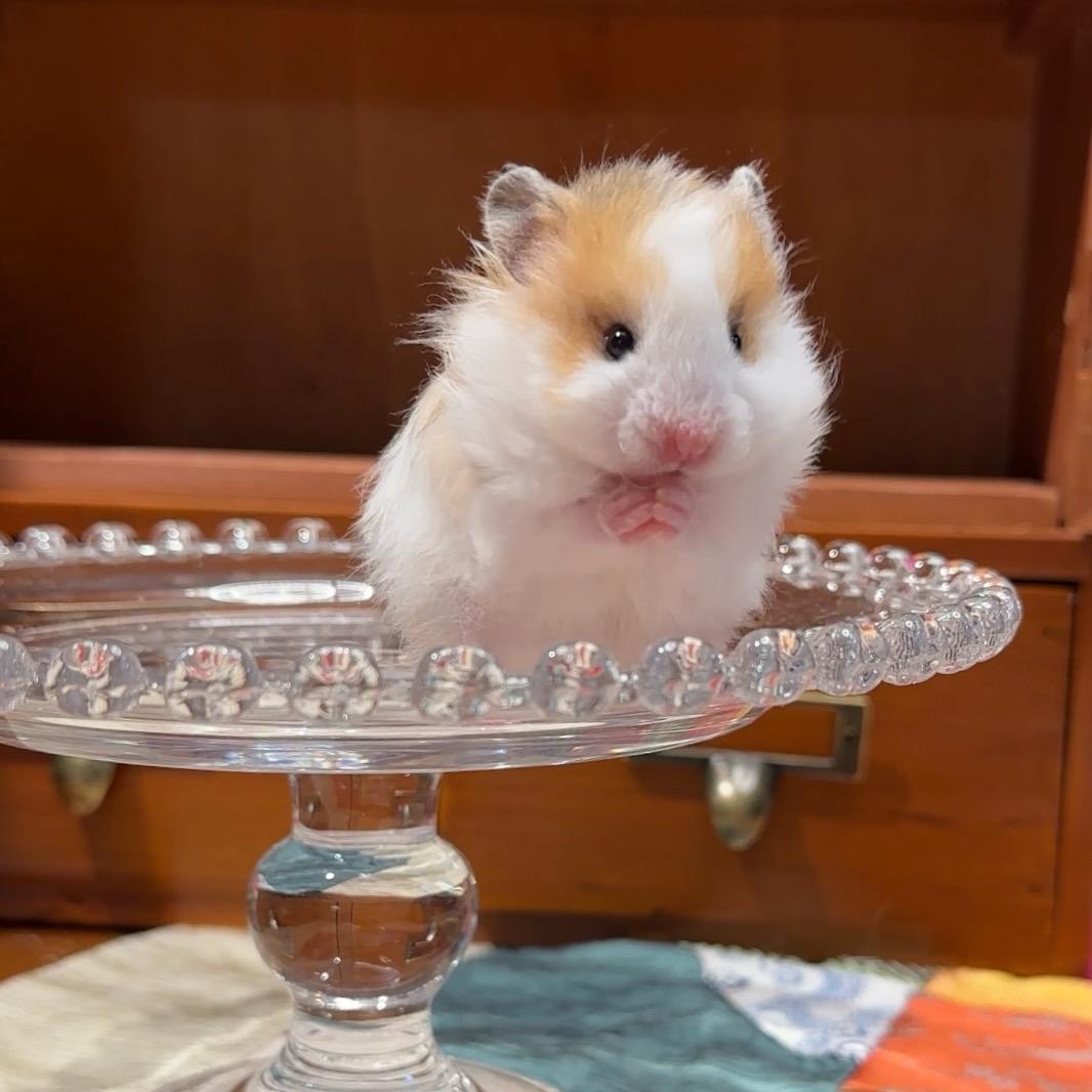 丢丢小熊🐻（哈尔滨出🐻