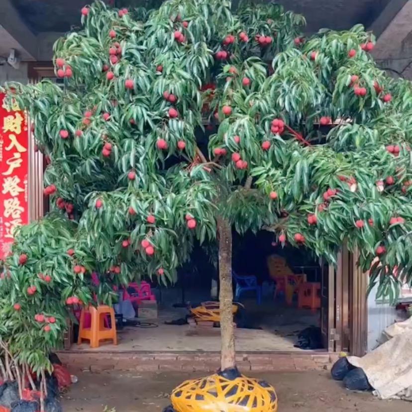 广农果苗种植基地