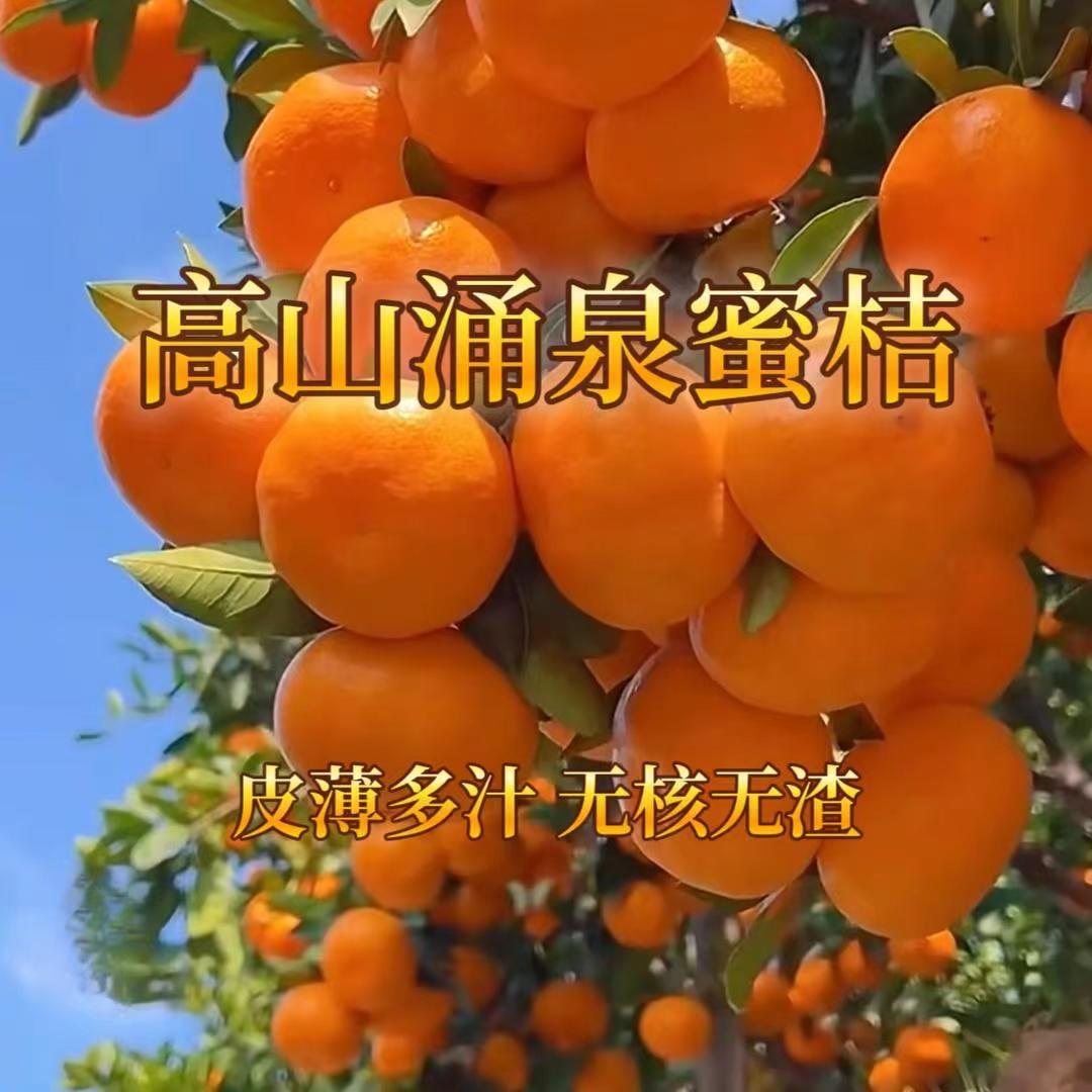 高山涌泉蜜桔