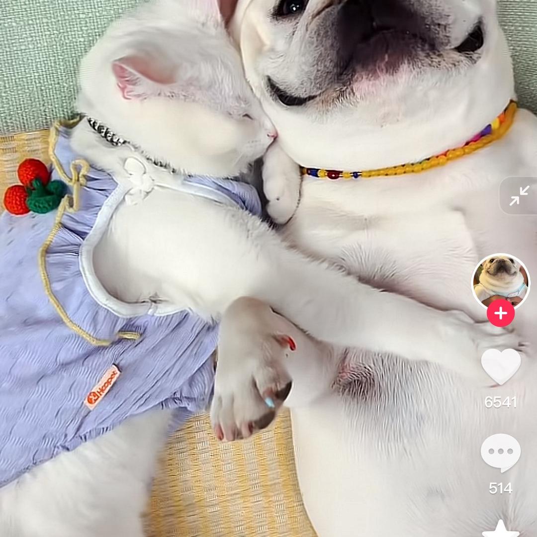 猫猫