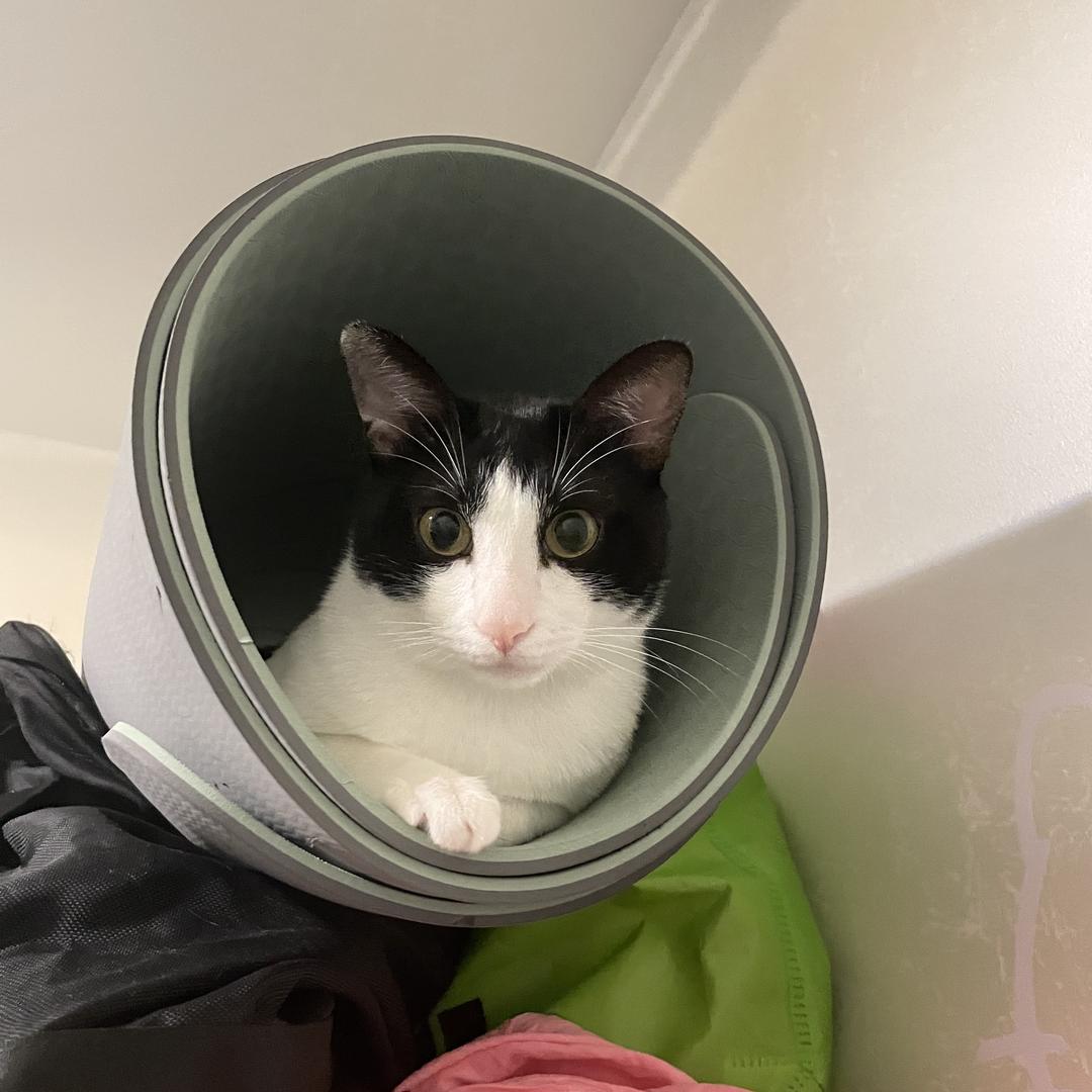 ᰔᩚ一只福宝咪