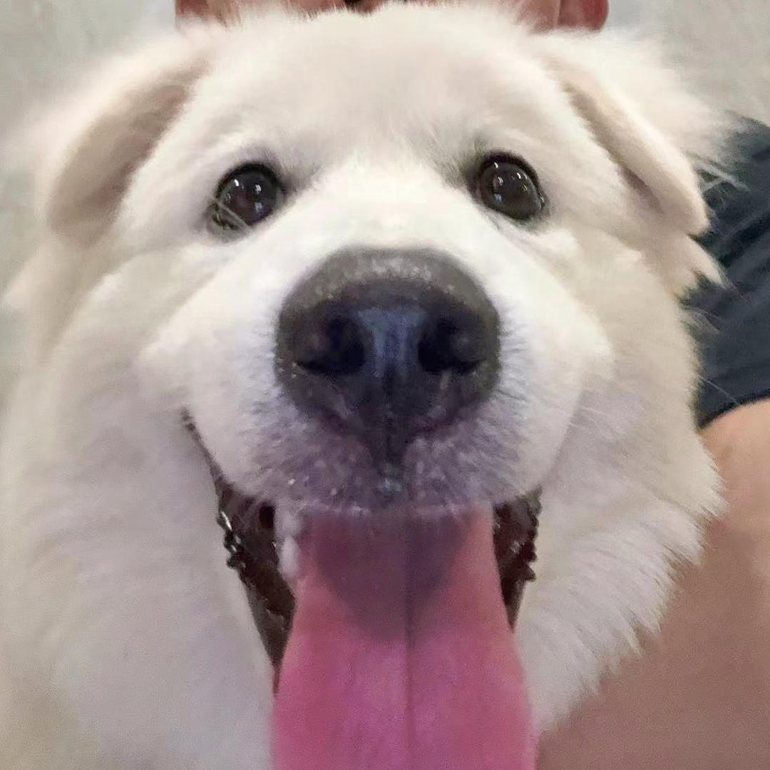 多多是只白边牧