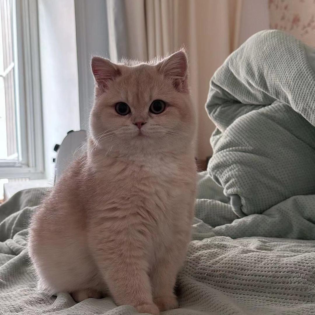 猫大虾😼