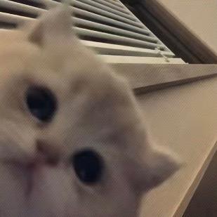 ㅤㅤㅤㅤ雪恋青