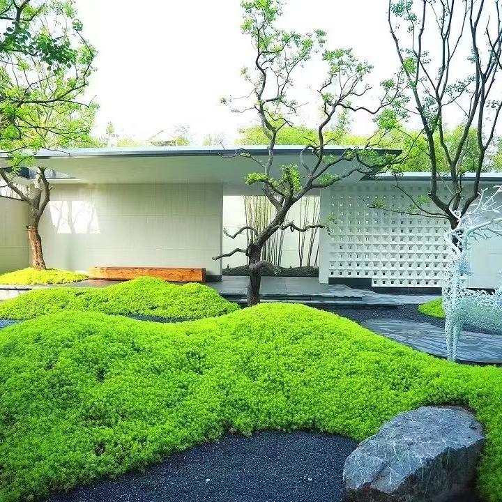 金华地被绿植优选